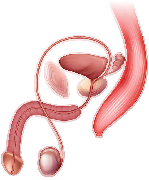 мужской репродуктивный орган - urethral sphincter stock illustrations