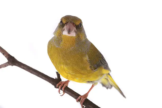 European Greenfinch isolated on a white background