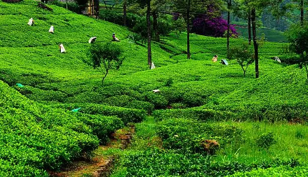Photo of Fields of tea. Plantation in Sri Lanka.