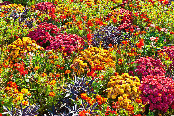 istock colorful marigold arranged in a flower bed 532683367