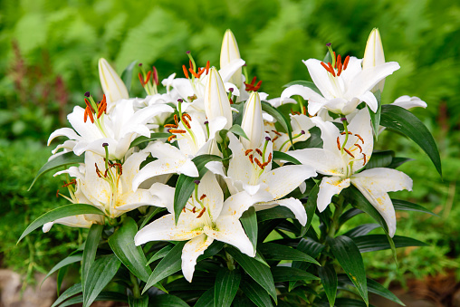 Easter lilies outside in a garden during the spring season.