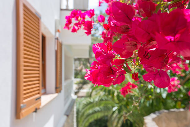 Bougainvillea in mediterranean ambiance