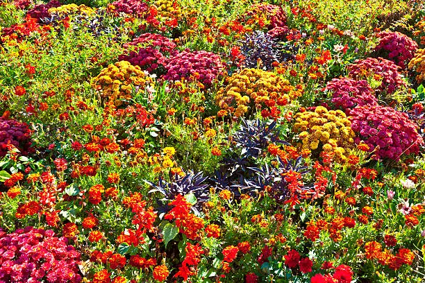 colorful marigold arranged in a flower bed