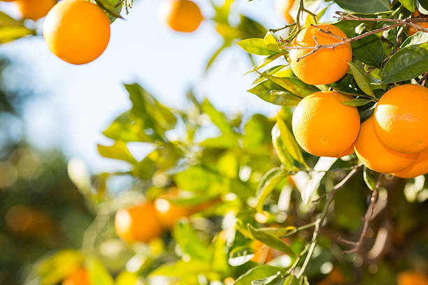 Valencia orange trees Trees with orange typical in the province of Valencia, Spain orange tree photos stock pictures, royalty-free photos & images