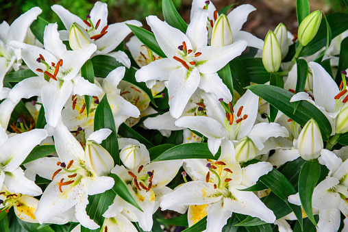 A close up shot of Easter lilies outside in a garden during the spring season.