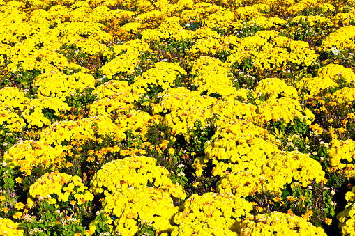 beautiful marigold arranged in a flower bed