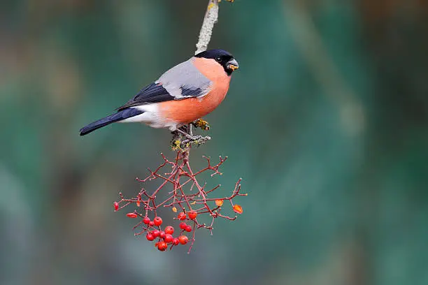 Bullfinch, Pyrrhula pyrrhula, single male on red berries, Warwickshire, January 2015