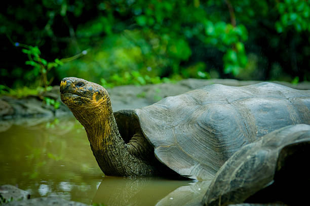 istock giant turtles in san cristobal galapagos islands 532685005