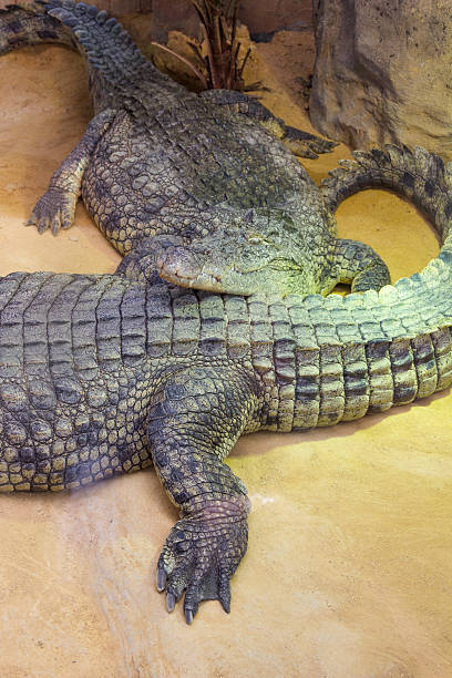 istock group of dangerous Nile crocodiles resting (Crocodylus niloticus 532685185