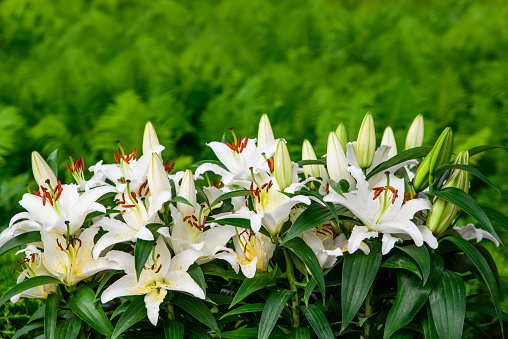Easter lilies and ferns outside in a garden during the spring season.  Room for copy space.