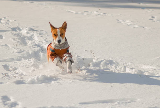 istock Descendant of African ancestors (basenji) galloping in fresh snow 532685437