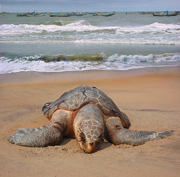 Dead of the sea turtle Olive ridley Lepidochelys olivacea Dead of the sea turtle Olive ridley Lepidochelys olivacea on beach of the town Sompeta, Andhra Pradesh, India. This species is included in the IUCN Red List pacific ridley turtle stock pictures, royalty-free photos & images