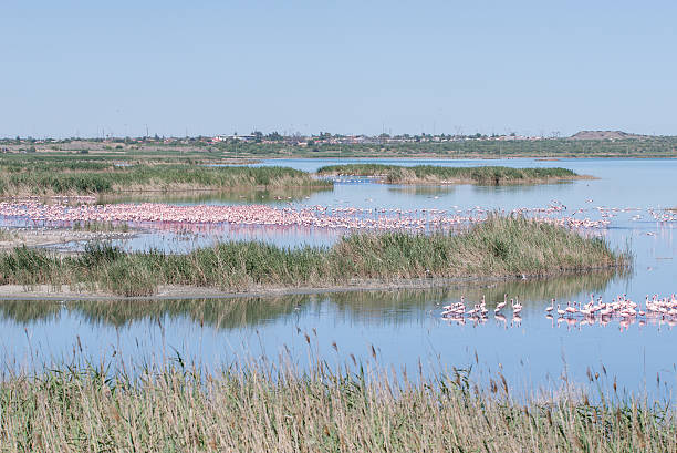 istock Flamingo by a lake in South Africa 532685759