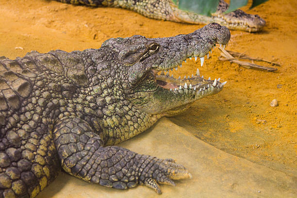 istock giant Nile crocodile with its huge open mouth (Crocodylus niloti 532686337