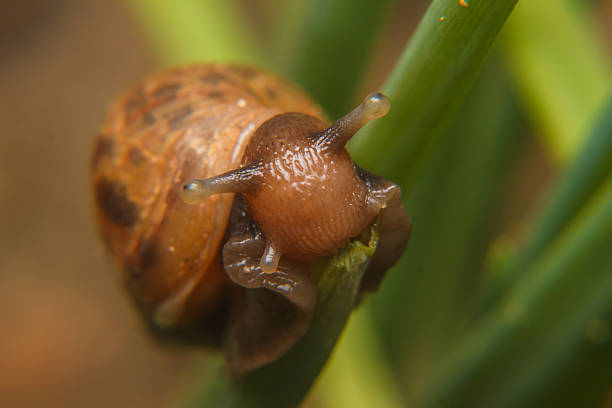 istock Close up of a snail 532687115