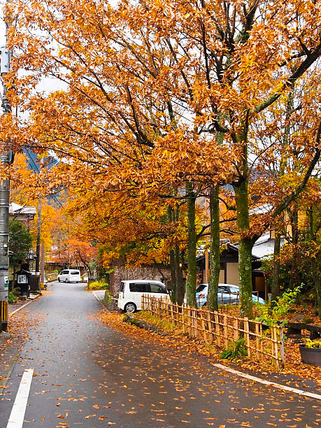istock japan autumn tree background - Stock Image 532687683