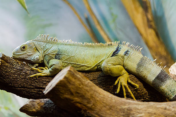 istock The fiji iguana (Brachylophus fasciatus) 532688345