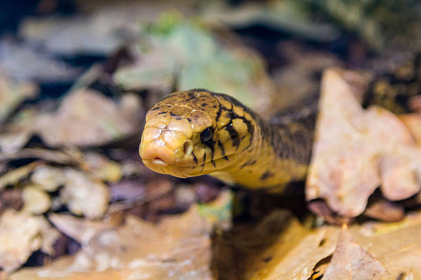 cobra naja negruzco (melanoleuca) - antivenin fotografías e imágenes de stock