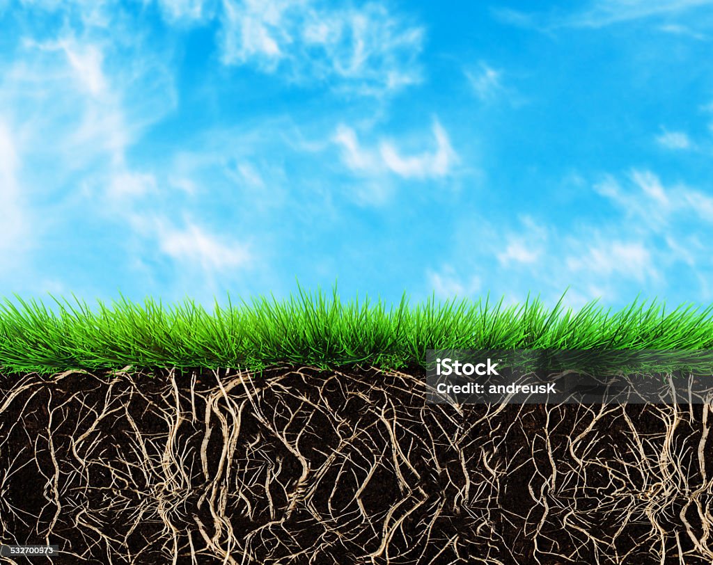 grass and soil grass with roots and soil Root Stock Photo