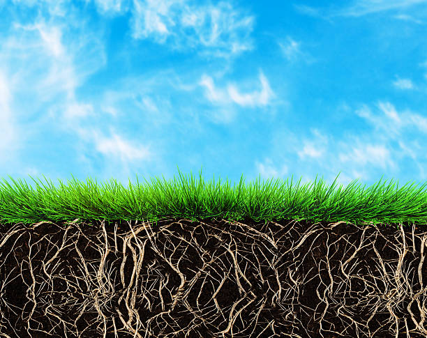 grass and soil stock photo