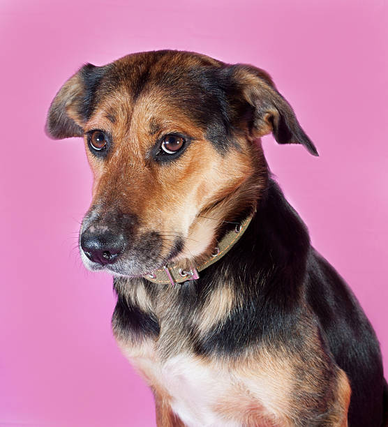 istock Redhead with black dog on pink 532701083