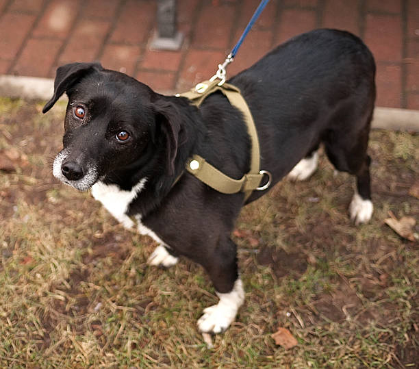istock Black and white dog in green harness 532701137