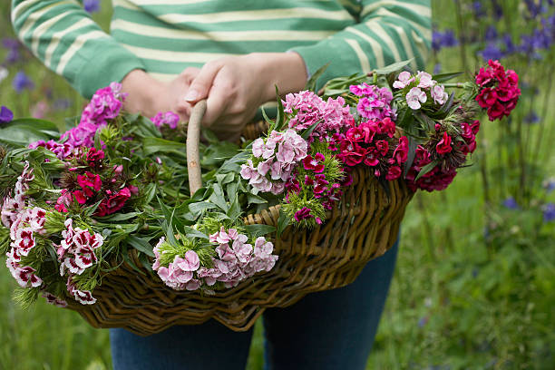 istock Midsection Of Woman With  Flowers 532701637