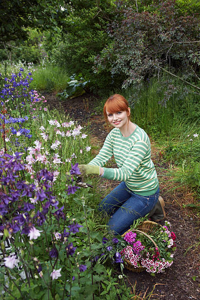 istock Woman Picking Flowers In Garden 532701651