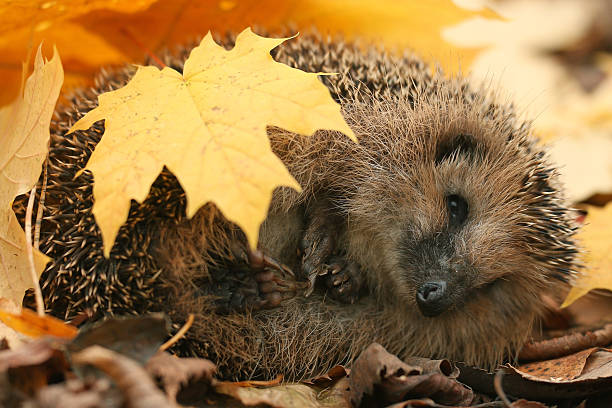 istock hedgehog autumn leaves forest 532702143