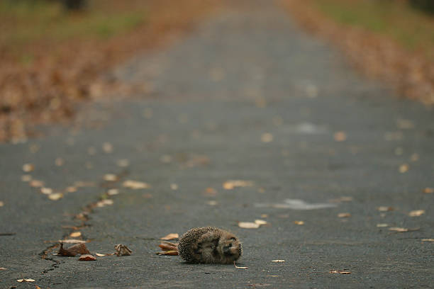 istock hedgehog autumn leaves forest 532702171
