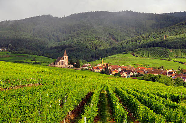 istock Vineyard And Village In Alsace 532702443