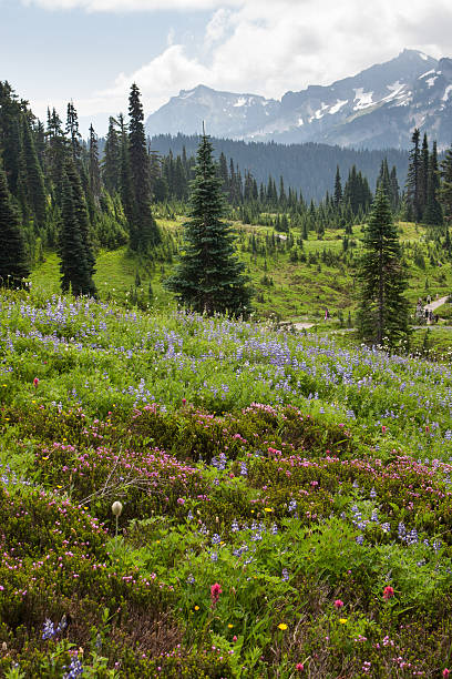 istock Meadows in Mt Rainier NP, WA, USA 532702905