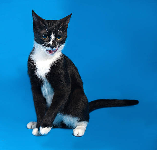 istock Black and white cat licked on blue 532704789