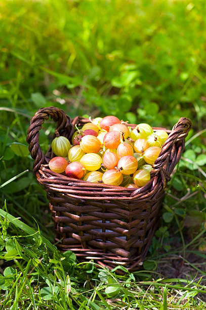 gooseberry in basket on grass gooseberry in basket on greebe grass gooseberry stock pictures, royalty-free photos & images