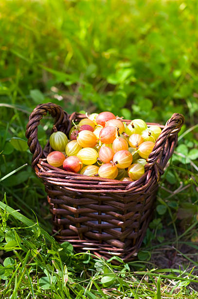 gooseberry w kosz na trawie - gooseberry zdjęcia i obrazy z banku zdjęć