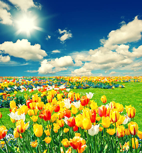 istock Field with colorful tulip flowers. Sunny blue sky 532705077