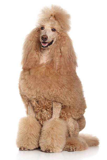 istock Standard Apricot Poodle portrait 532706009