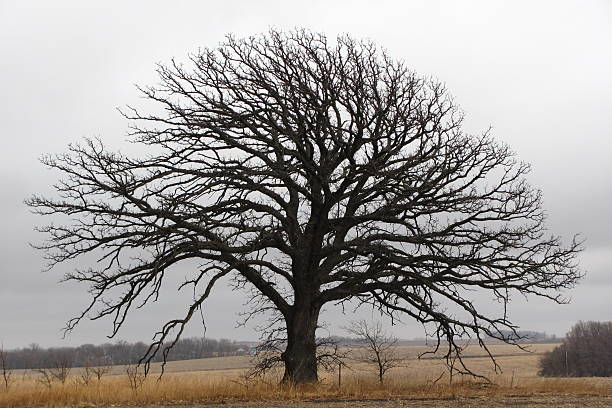 lone tree no nebraska-da-pradaria - nebraska midwest usa farm prairie imagens e fotografias de stock