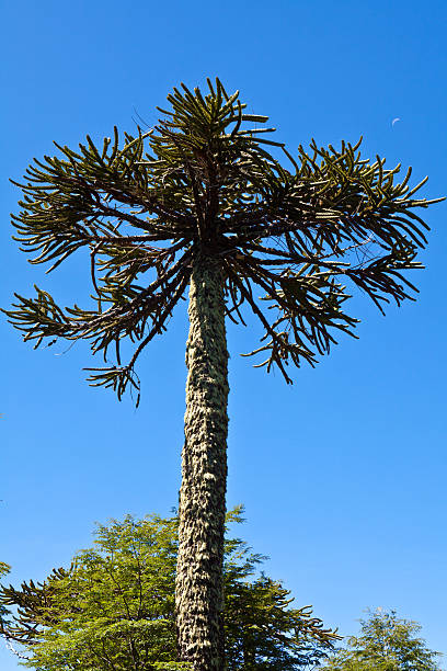 Araucaria araucana mighty Araucaria araucana tree  - typical for Southern Chile araucaria araucana stock pictures, royalty-free photos & images