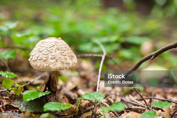 Parasol Mushroom Stock Photo - Download Image Now - 2015, Amanita Phalloides, Autumn