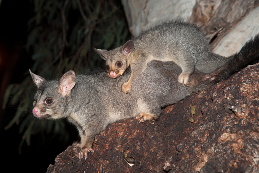 common ring-tailed possum with baby, Wentworth NSW