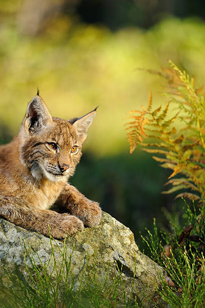 istock Eurasian lynx in forest 532725703