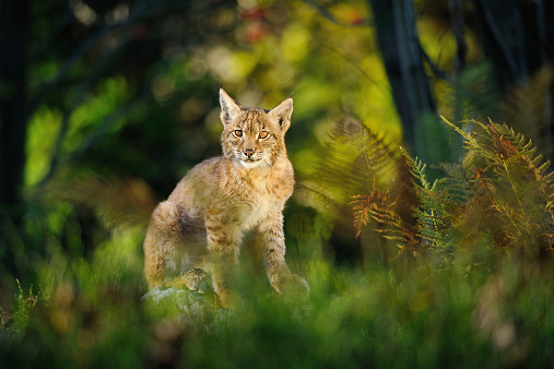 Eurasian lynx in forest with fern and colorful grass