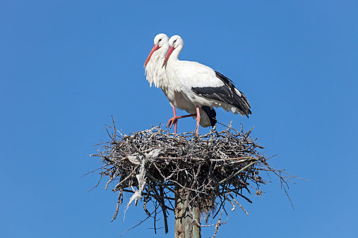 Paradise for storks in the Extremadura near Cáceres  (Spain).