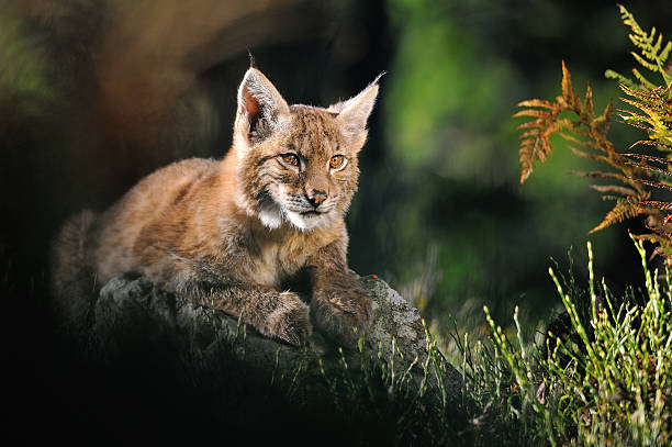 istock Eurasian lynx in forest 532725953