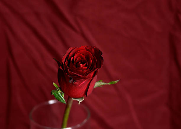 Still life rose withers on valentine background stock photo