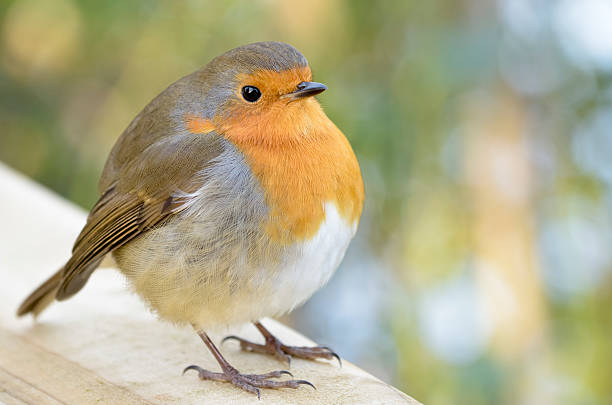 istock Robin perches on top of fence. 532726043