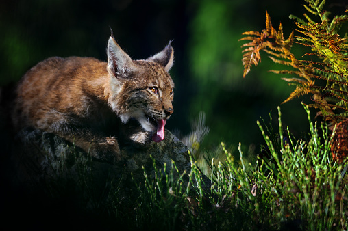 Licking eurasian lynx in forest with fern and colorful grass