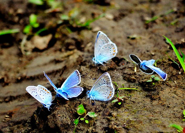 Insect of the steppes stock photo