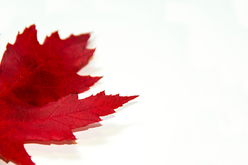 red maple leaf on white background